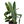 Philodendron Billitie