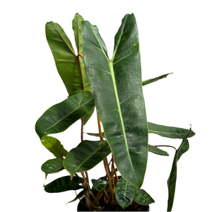 Philodendron Billitie 6” pot