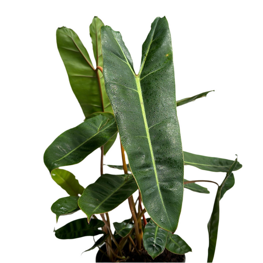 Philodendron billitie 6" pot