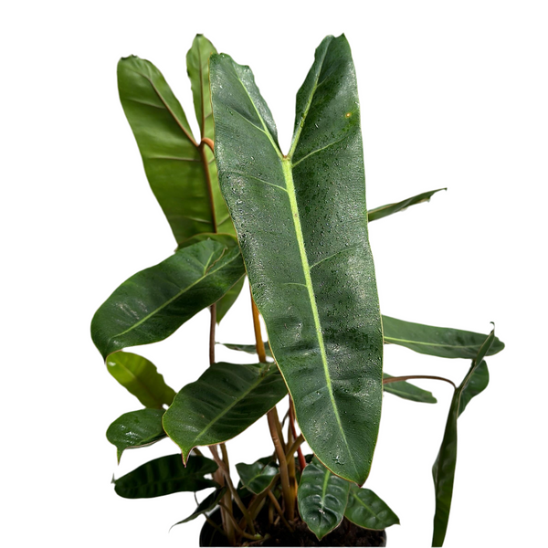 Philodendron Billitie