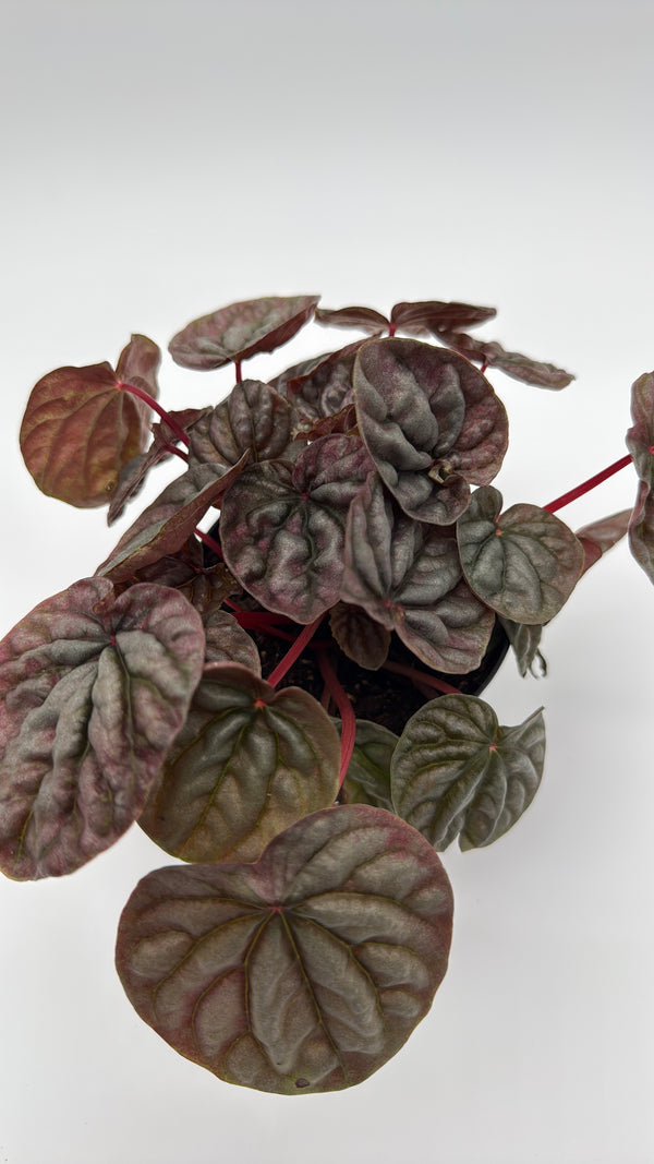 Variegated Peperomia Red Beauty Ripple