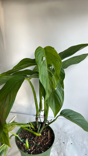 Monstera Lecheriana