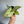 Syngonium Confetti