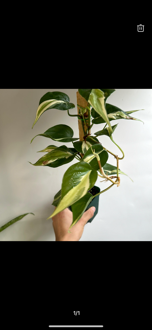 Philodendron Cream Splash pole