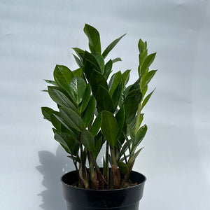 Zamioculcas (ZZ Plant)