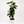 Aralia Fabian Tree