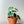 Peperomia Raindrop (Peperomia Polybotrya)