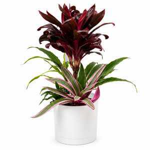 Low Light Combination Planter - Cordyline, Dracaena & Tradescantia