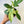 Philodendron Florida Ghost Mint