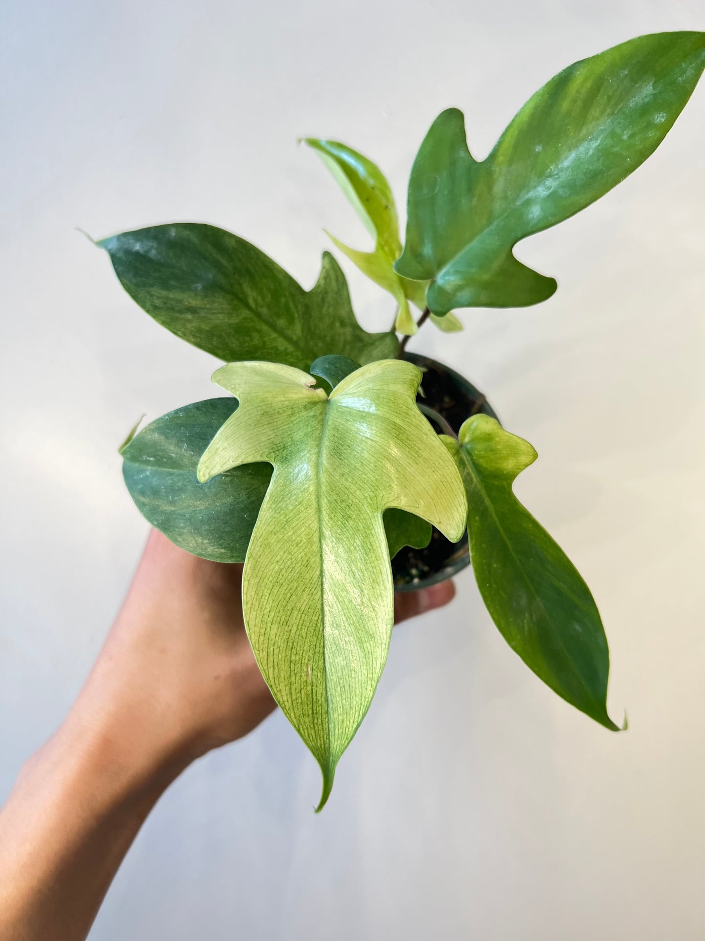Philodendron Florida ghost mint