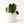 Philodendron Plowmanii