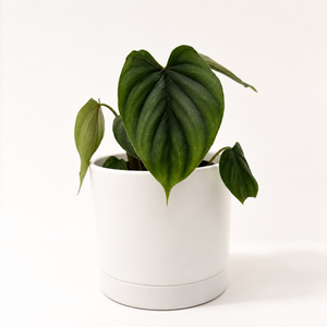 Philodendron Plowmanii