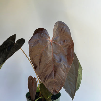 Anthurium queen of hearts 6" *Grower's choice