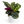 Calathea Roseopicta Medallion