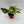 Epipremnum Pinatum Marble Flame