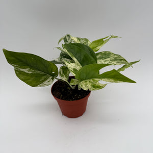 Epipremnum Pinatum Marble Flame