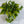 Philodendron Brazil