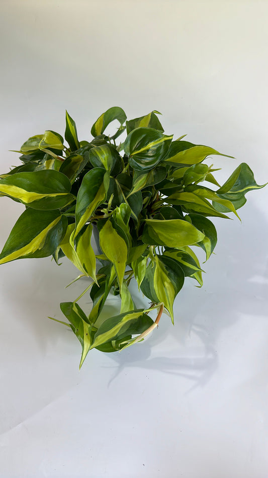 Philodendron Brazil 6"