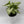 Syngonium White Butterfly
