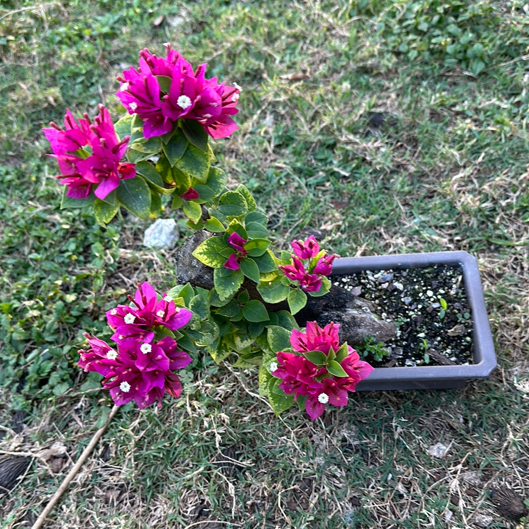 Bougainvillea bonsai #110