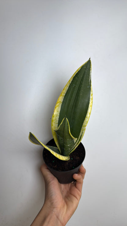 Sanseviera Black Gold 4" Pot