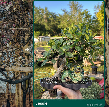 Invoice Jessie Dragon bonsai / podocarpus blue pot