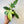 Philodendron Florida Ghost Mint