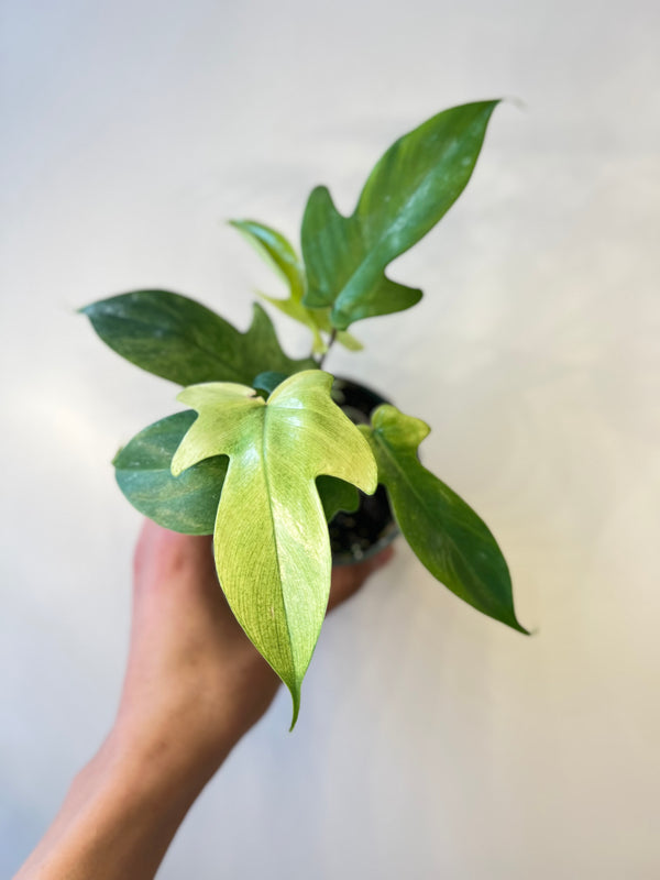 Philodendron Florida Ghost Mint