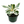 Variegated Ficus Lyrata 'Golden Sunshine'