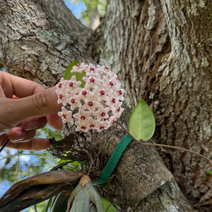 Hoya Krimson Princess