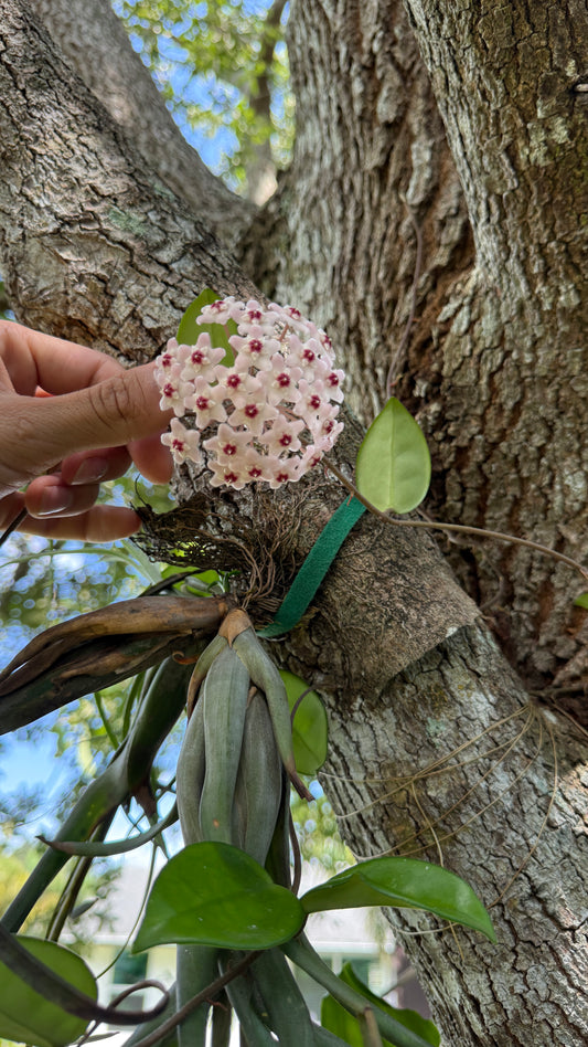 Hoya Krimson Princess 4” pot