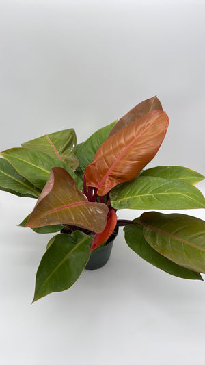 Philodendron  'Prince of Orange'