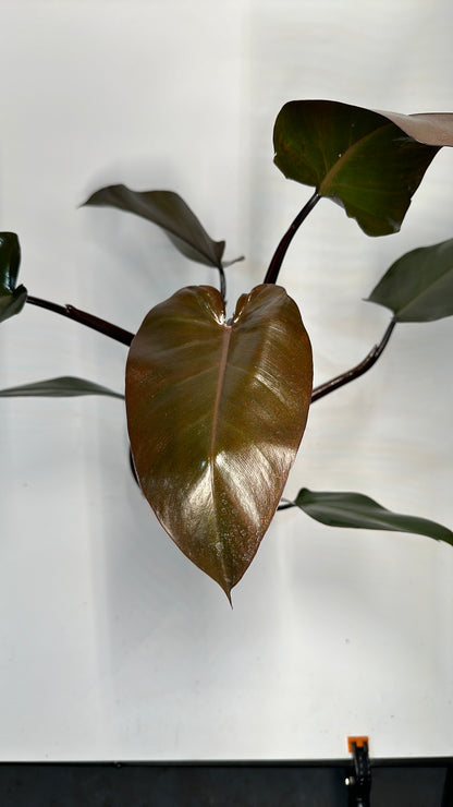 Philodendron Majesty 6"