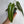 Philodendron Spiritus Sancti