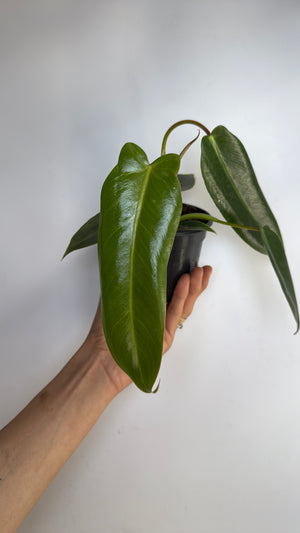 Philodendron Spiritus Sancti