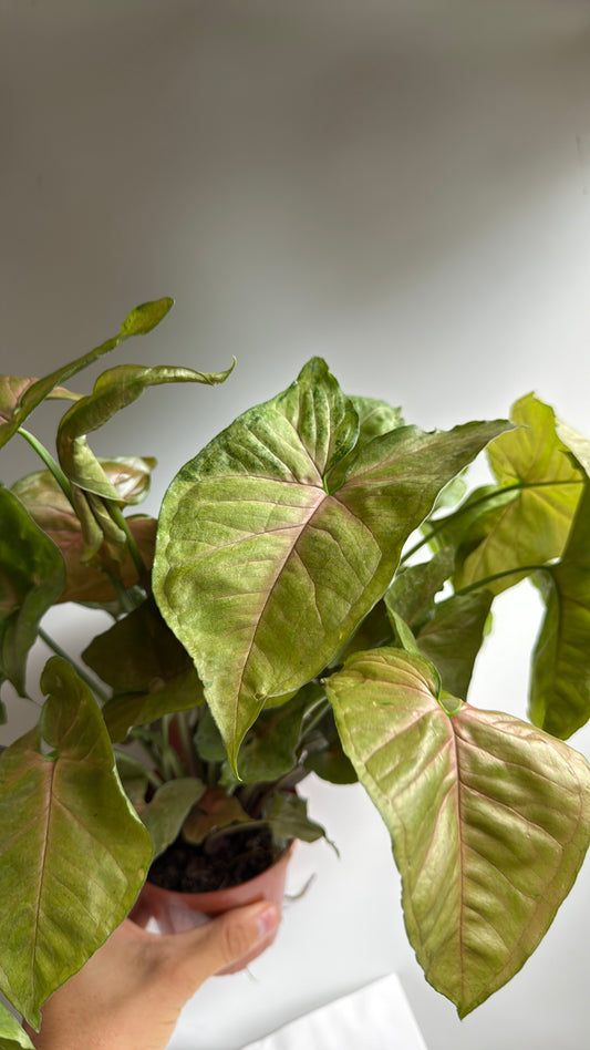 Syngonium Podophyllum 'Maria' Allusion 4" pot