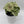 Syngonium 'Orn Thong'