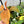 Rehab Plants - Plants to Rescue & Revive