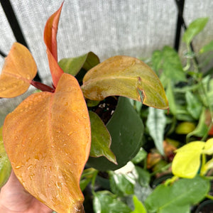 Rehab Plants - Plants to Rescue & Revive