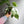 Philodendron White Princess