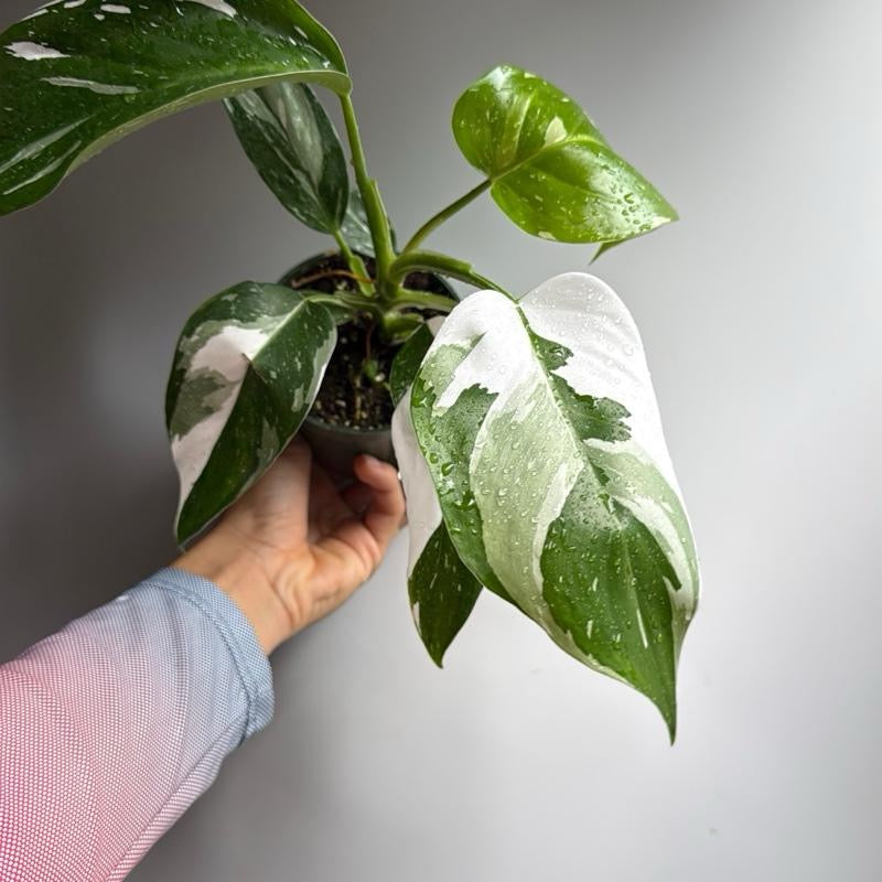 Philodendron white princess 4" pot