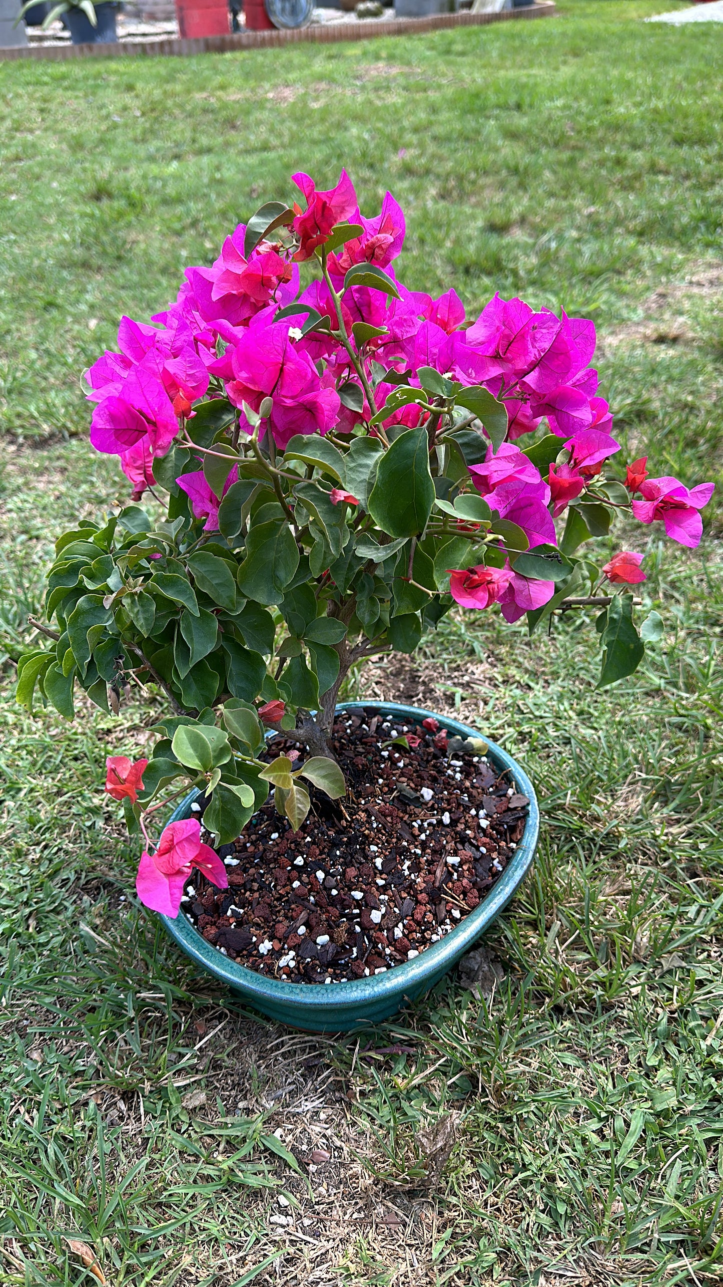 Invoice KiKi bougainvillea green pot