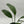 Anthurium big Bill 4” pot