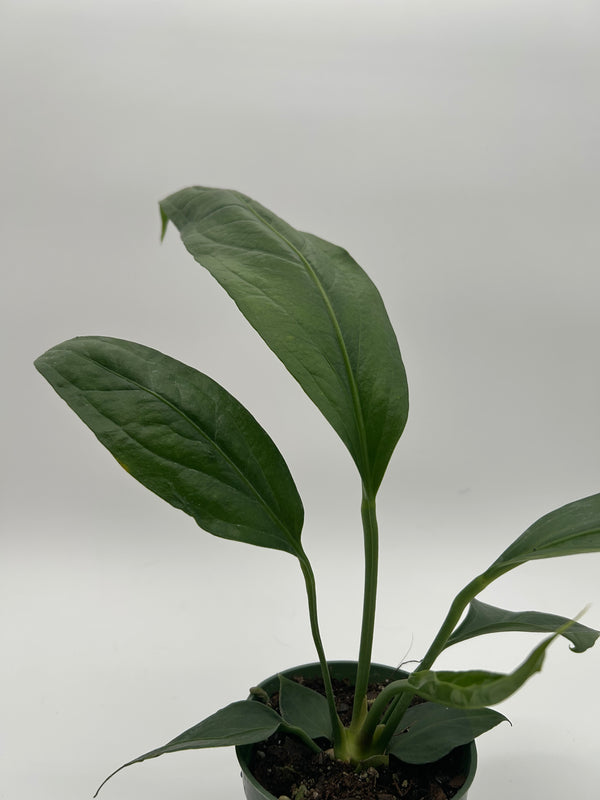 Anthurium big Bill 4” pot