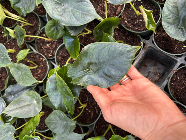 Alocasia Green Unicorn