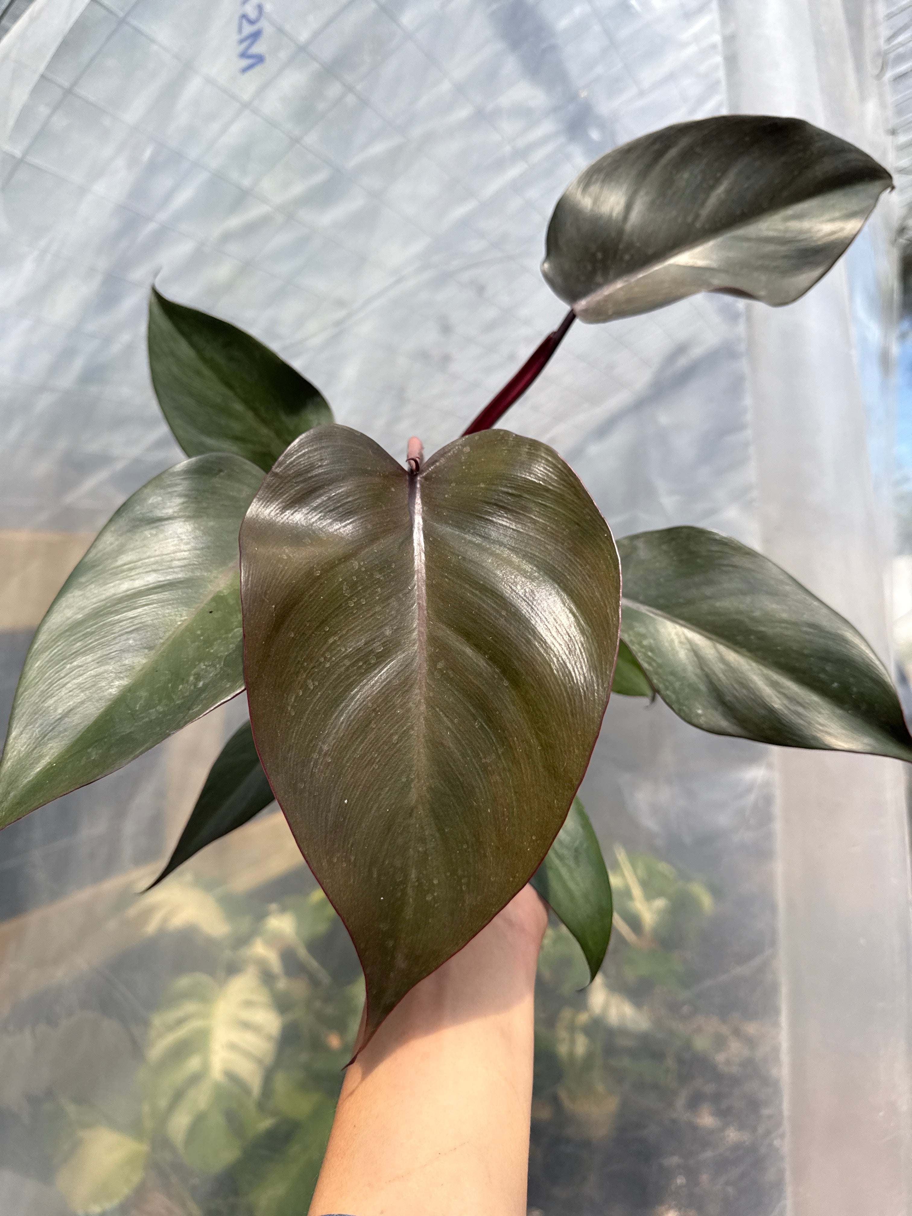 black philodendron royal queen Philodendron Royal Queen