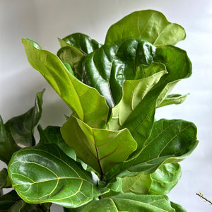Ficus Fiddle Leaf Fig