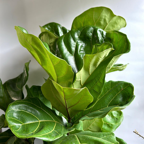 Fiddle Leaf Fig (Ficus)
