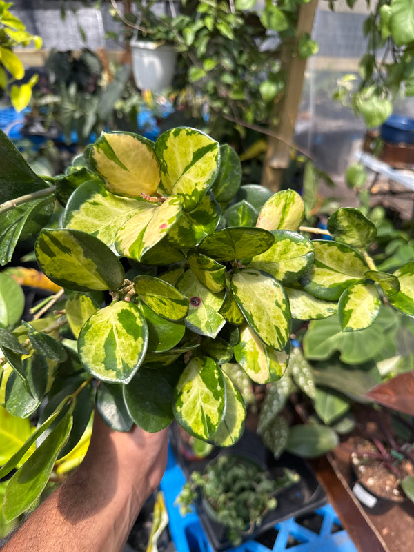 Hoya Austrailis Lisa