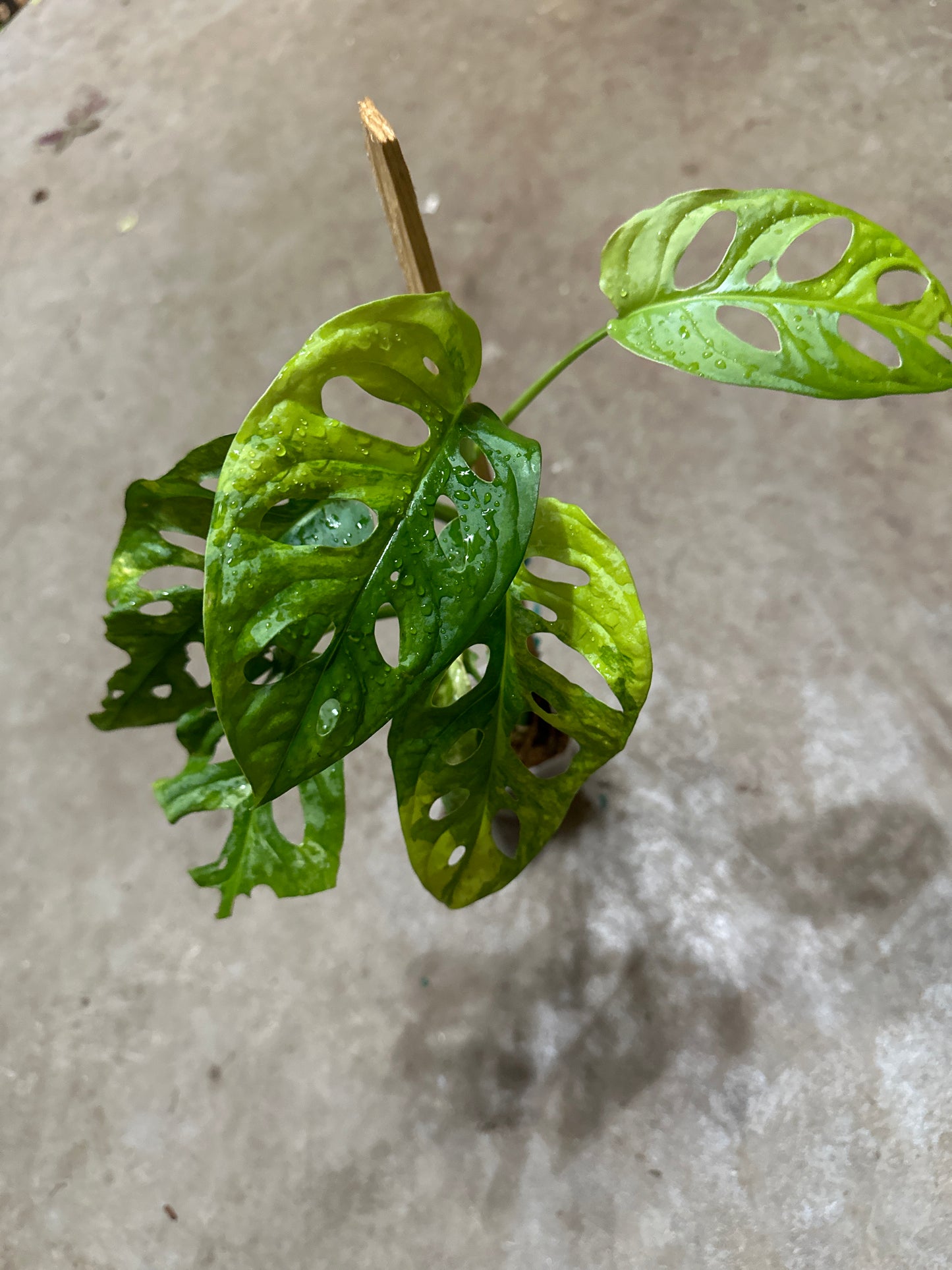 Variegated monstera adansonii VMA2